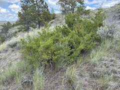 Fassett's juniper (Juniperus × fassettii)