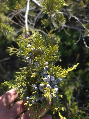 Fassett's juniper (Juniperus × fassettii)