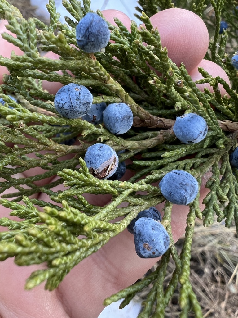 Fassett's juniper (Juniperus × fassettii)