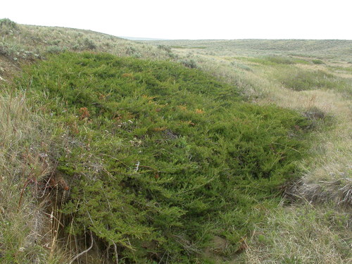 Fassett's juniper (Juniperus × fassettii)