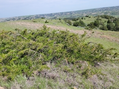 Fassett's juniper (Juniperus × fassettii)