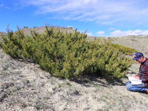 Fassett's juniper (Juniperus × fassettii)
