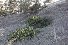 Fassett's juniper (Juniperus × fassettii)