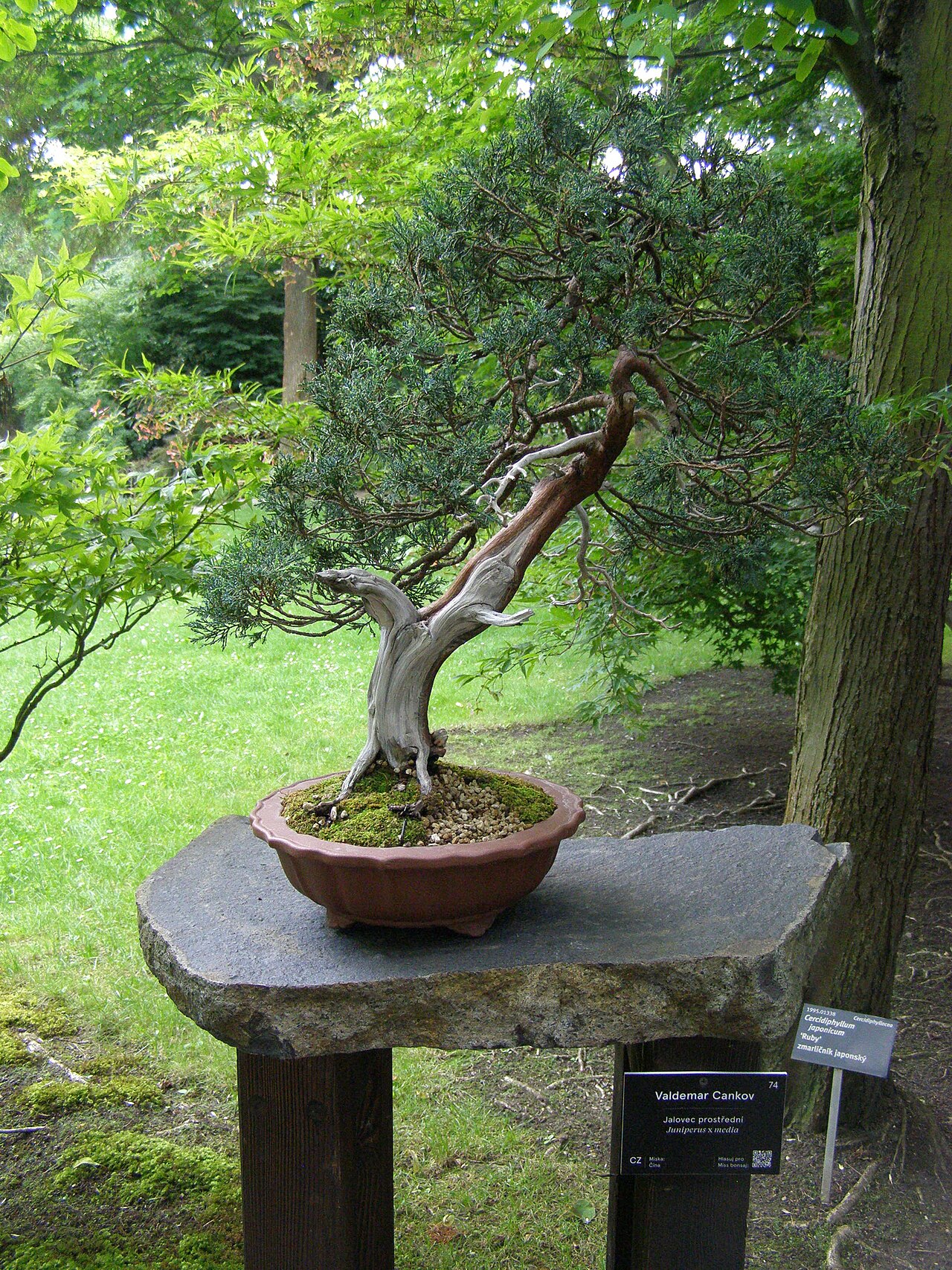 Pfitzer's juniper: Bonsai exhibited in the Botanical Garden Prague-Troja in the Japanese Garden section. Grower: Valdemar Cankov; Species: Juniperus × pfitzeriana