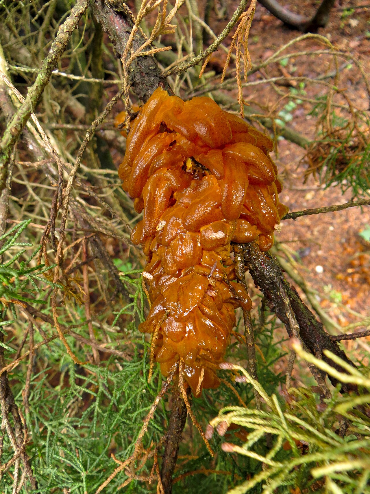 Pfitzer's juniper: Gymnosporangium rust disease on Juniperus × pfitzeriana