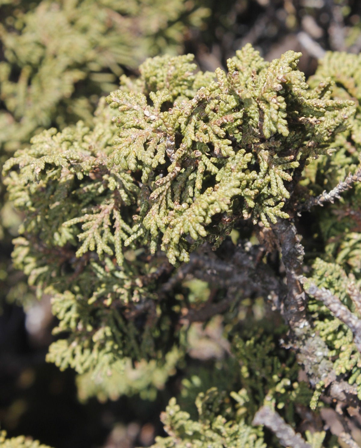 Juniperus zanonii: Juniperus zanonii is a shrub from the cypress family, native to the mountains of Northeast Mexico. This photo was shot by Juan Cruzado Cortés on Cerro Potosí in