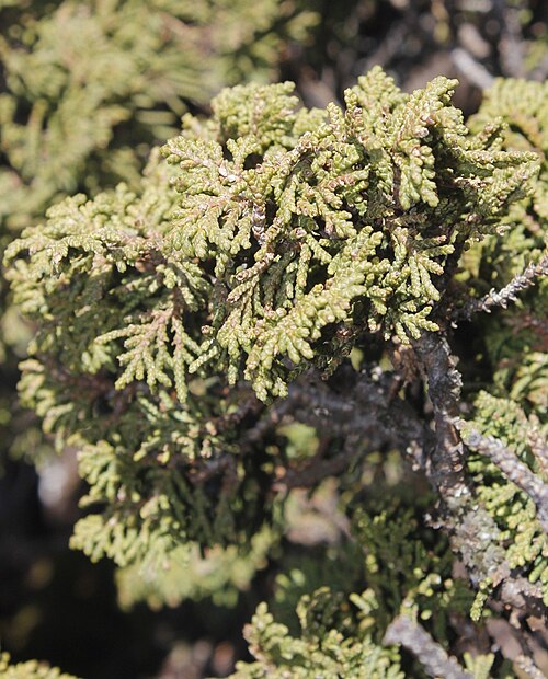 Juniperus zanonii: Juniperus zanonii is a shrub from the cypress family, native to the mountains of Northeast Mexico. This photo was shot by Juan Cruzado Cortés on Cerro Potosí in