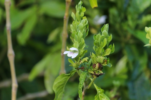 Malabar nut (Justicia adhatoda)