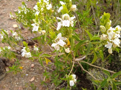 Malabar nut (Justicia adhatoda)
