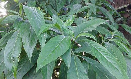 Malabar nut: বগা বাহক গছ