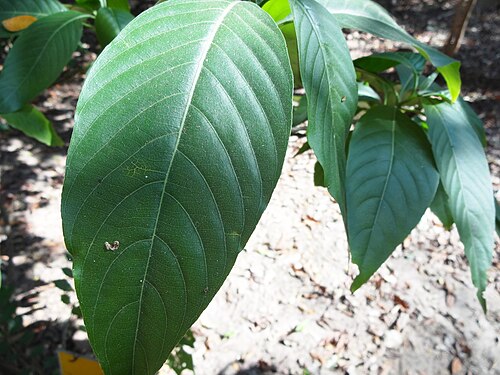 Malabar nut: Adhatoda vasica leaf: SDM Ayurveda hospital gardens Hassan Karnataka, India