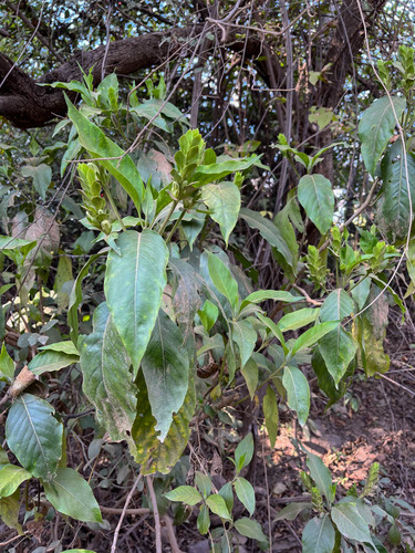 Malabar nut (Justicia adhatoda)