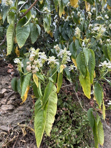 Malabar nut (Justicia adhatoda)