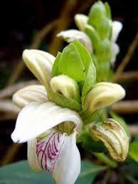 Malabar nut: Adhatoda vasica