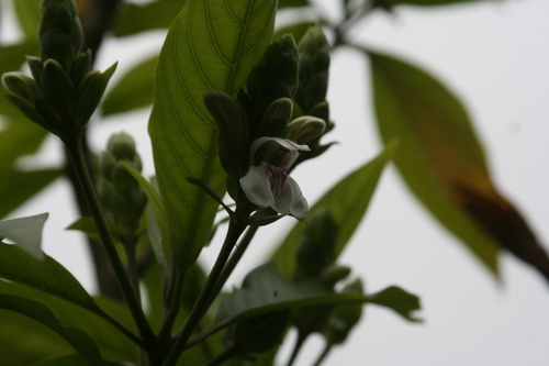 Malabar nut (Justicia adhatoda)