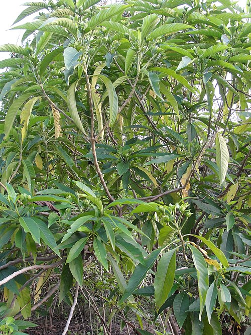 Malabar nut: This media file was uploaded as a part of the TamilWiki Media Contest .