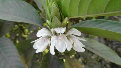 Malabar nut (Justicia adhatoda)
