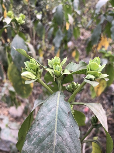 Malabar nut (Justicia adhatoda)