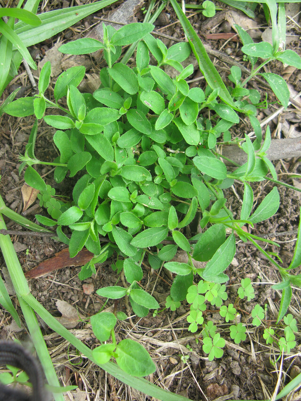 Justicia adscendens: Native, warm-season, perennial, small herb. Stems are few and usually 10-20 cm tall. Leaves are oppositely arranged, oblong to ovate, hairy and 10-20 mm long. F