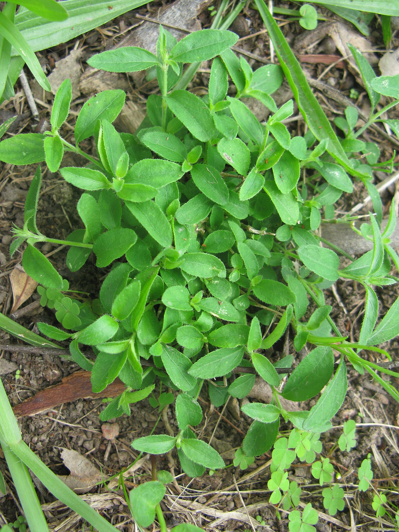 Justicia adscendens: Native, warm-season, perennial, small herb. Stems are few and usually 10-20 cm tall. Leaves are oppositely arranged, oblong to ovate, hairy and 10-20 mm long. F