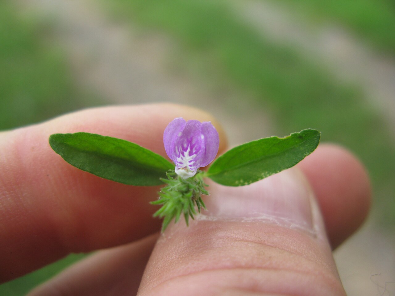 Justicia adscendens: Native, warm-season, perennial, small herb. Stems are few and usually 10-20 cm tall. Leaves are oppositely arranged, oblong to ovate, hairy and 10-20 mm long. F