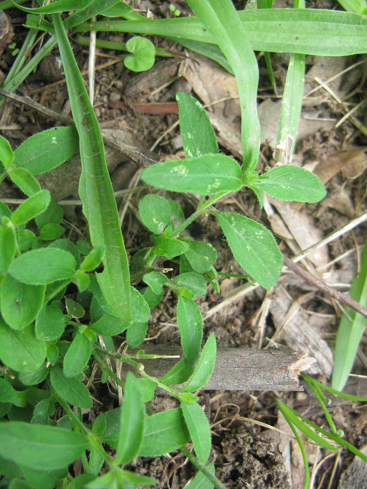 Justicia adscendens: Native, warm-season, perennial, small herb. Stems are few and usually 10-20 cm tall. Leaves are oppositely arranged, oblong to ovate, hairy and 10-20 mm long. F