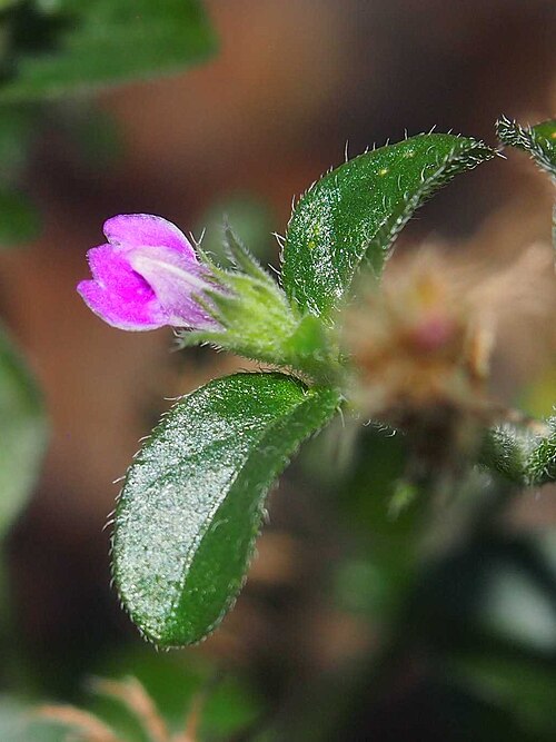 Justicia adscendens: Rostellularia adscendens flower