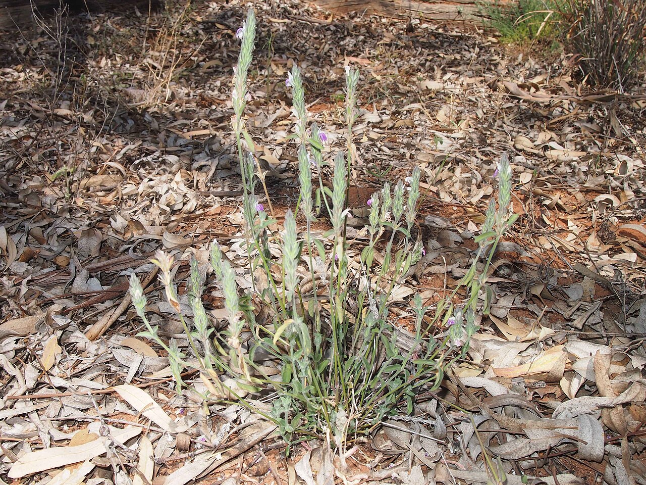 Justicia adscendens: Rostellularia adscendens var. adscendens