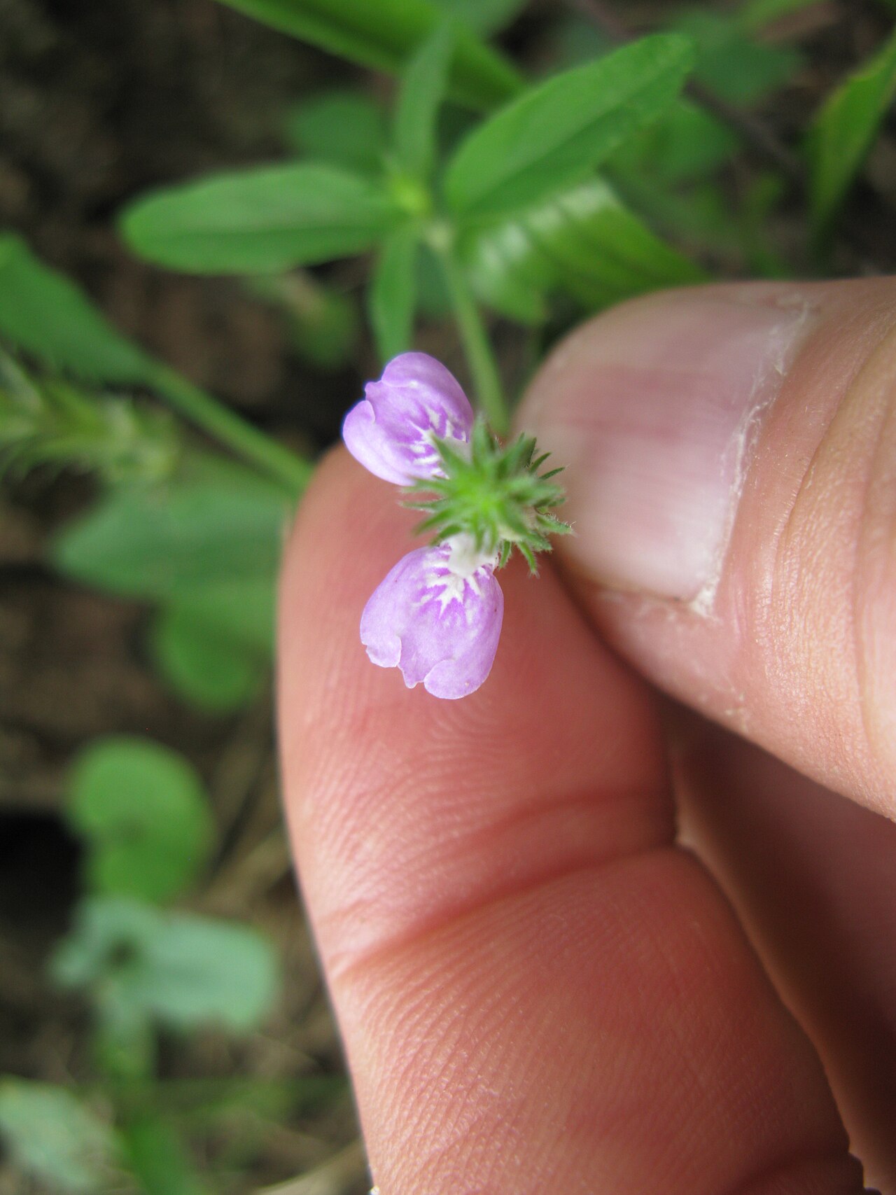 Justicia adscendens: Native, warm-season, perennial, small herb. Stems are few and usually 10-20 cm tall. Leaves are oppositely arranged, oblong to ovate, hairy and 10-20 mm long. F