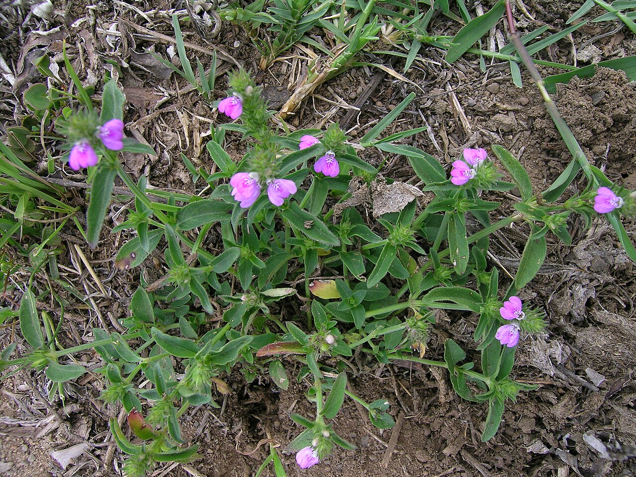 Justicia adscendens: Native, warm-season, perennial, small herb. Stems are few and usually 10-20 cm tall. Leaves are oppositely arranged, oblong to ovate, hairy and 10-20 mm long. F