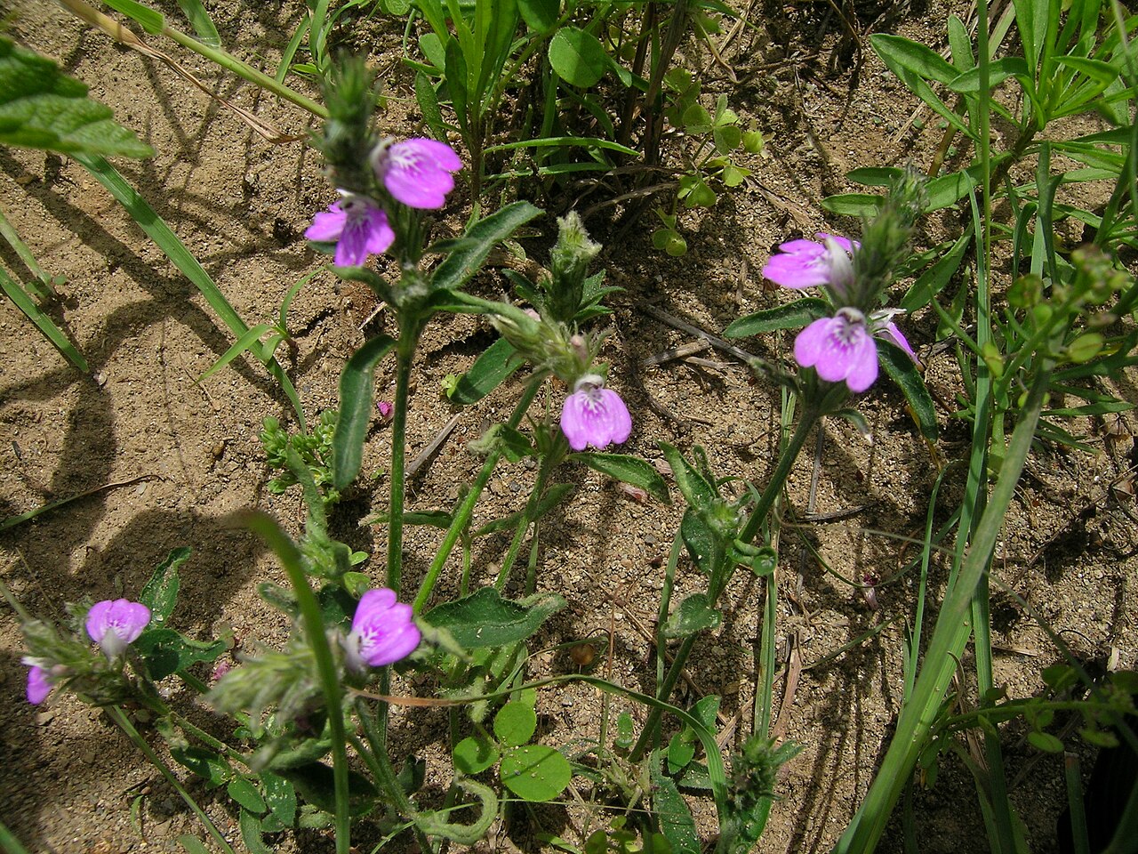 Justicia adscendens: Native, warm-season, perennial, small herb. Stems are few and usually 10-20 cm tall. Leaves are oppositely arranged, oblong to ovate, hairy and 10-20 mm long. F