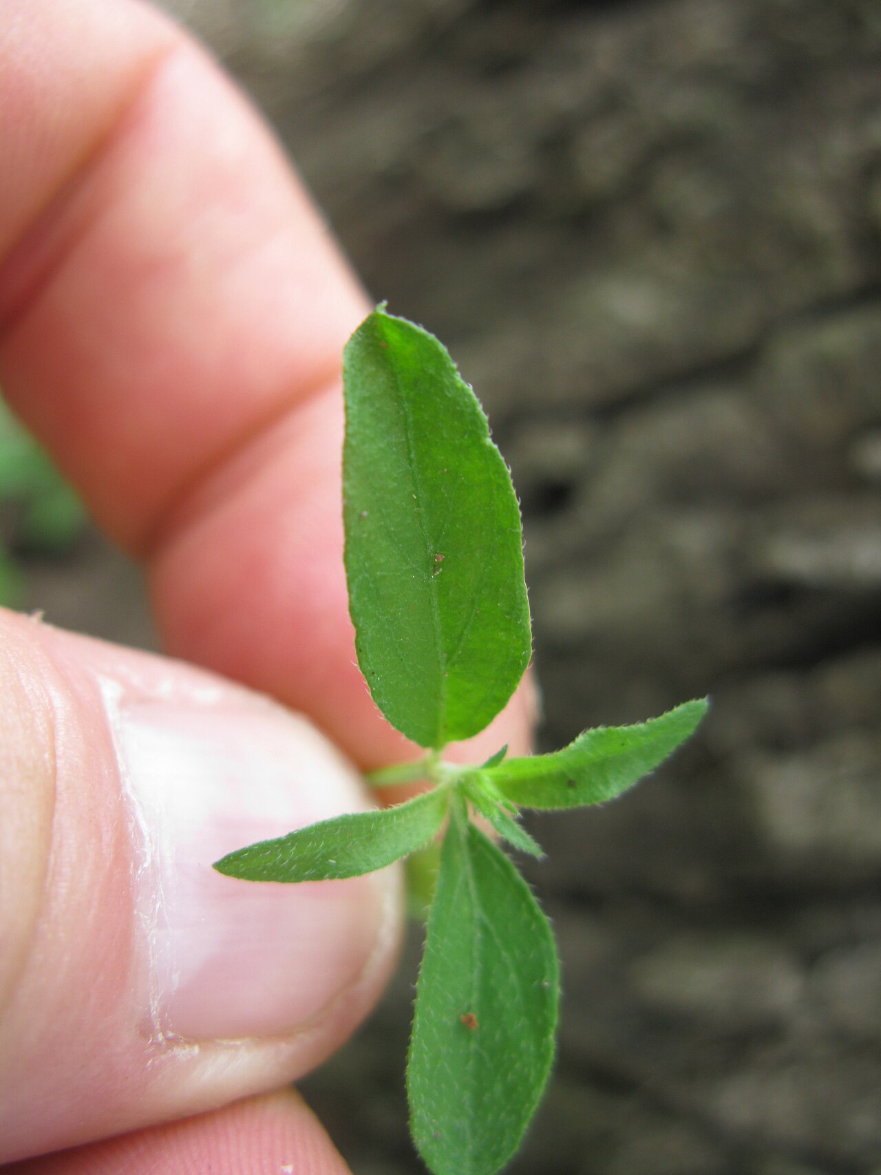 Justicia adscendens: Native, warm-season, perennial, small herb. Stems are few and usually 10-20 cm tall. Leaves are oppositely arranged, oblong to ovate, hairy and 10-20 mm long. F