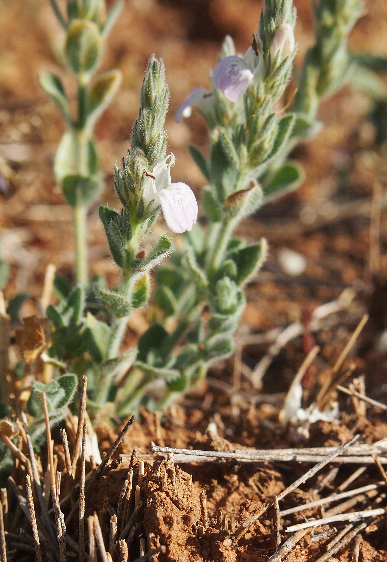 Justicia adscendens: Rostellularia adscendens flower, lateral view