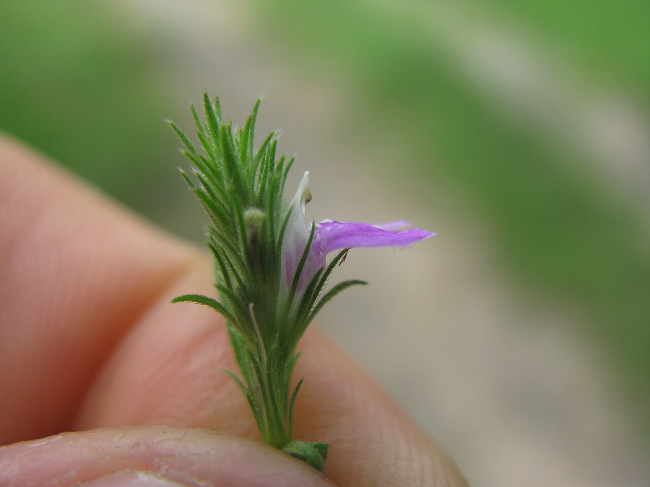 Justicia adscendens: Native, warm-season, perennial, small herb. Stems are few and usually 10-20 cm tall. Leaves are oppositely arranged, oblong to ovate, hairy and 10-20 mm long. F