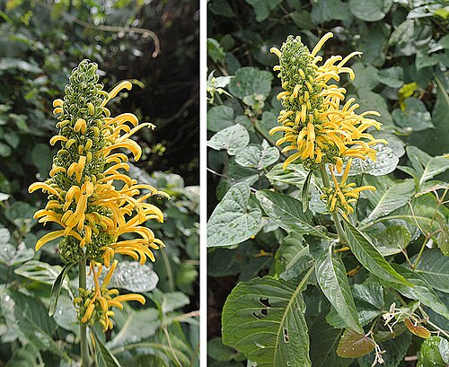Justicia aurea: Found from Southern Mexico to Costa Rica, but there appears to be two concepts of this species. Common names include Cola de Zorro Amarillo (yellow foxtail).