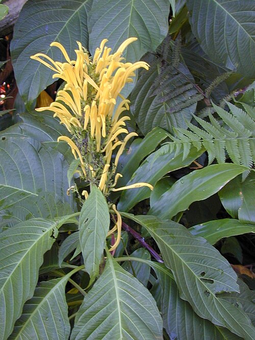 Justicia aurea: Justicia aurea (flowers and leaves). Location: Maui, Nahiku
