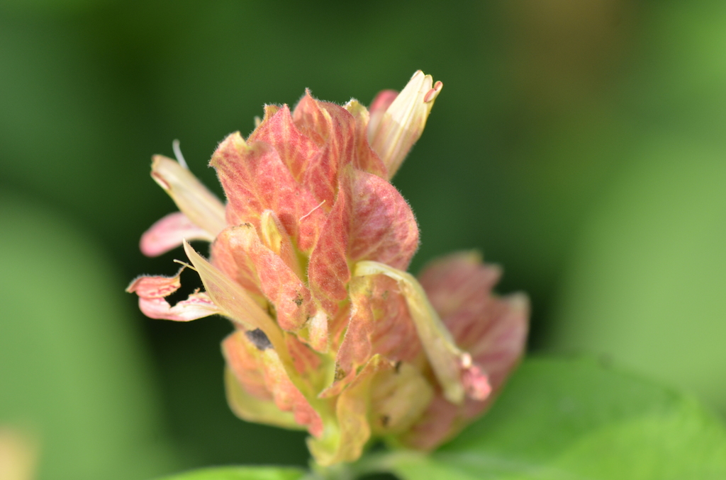 Shrimpplant (Justicia brandegeeana)
