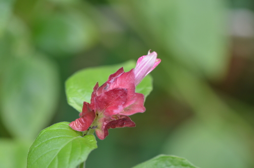 Shrimpplant (Justicia brandegeeana)