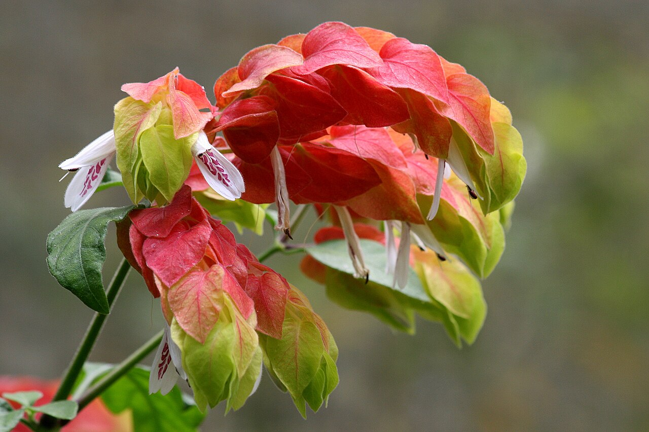 Shrimpplant: Justicia brandegeeana