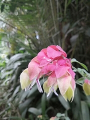 Shrimpplant (Justicia brandegeeana)