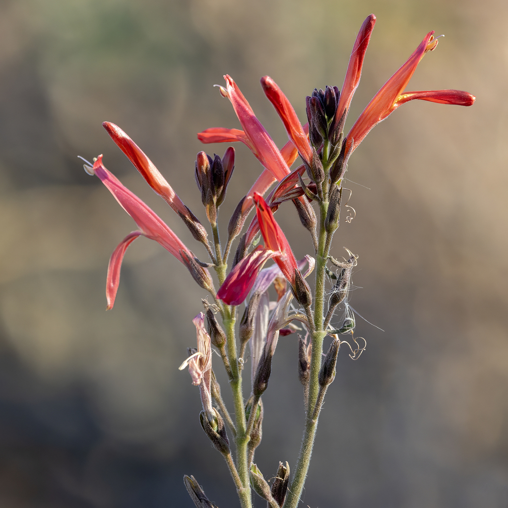 Beloperone (Justicia californica)