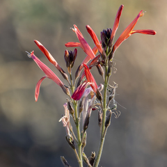 Beloperone (Justicia californica)