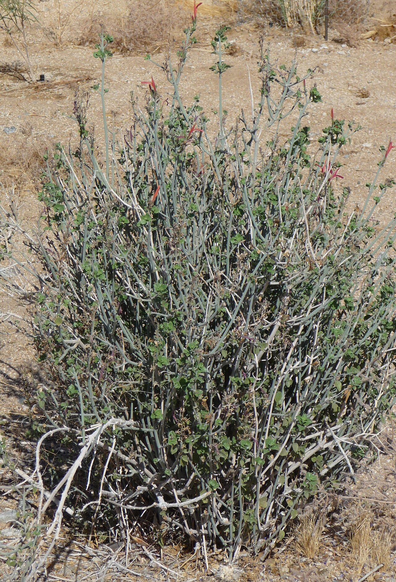 Beloperone: Joshua Tree National Park - Chuparosa