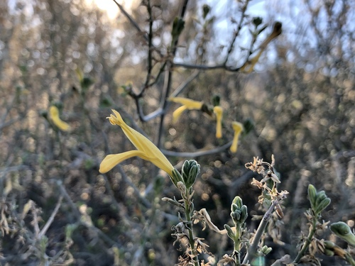 Beloperone (Justicia californica)