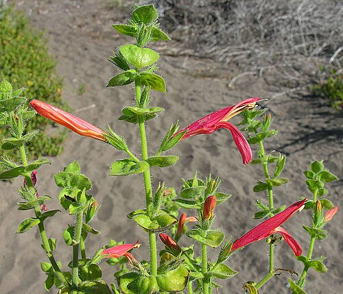 Beloperone: Known by names such as Chuparosa and Beloperone, this species is found in arid areas of southern California and Baja California. Here growing in sand at Cachora