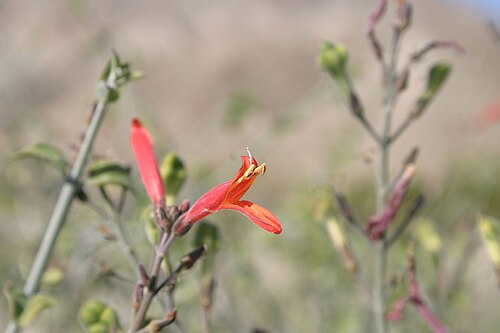 Beloperone: Justicia californica