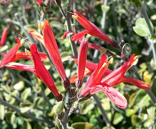 Beloperone (Justicia californica)