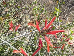 Beloperone (Justicia californica)