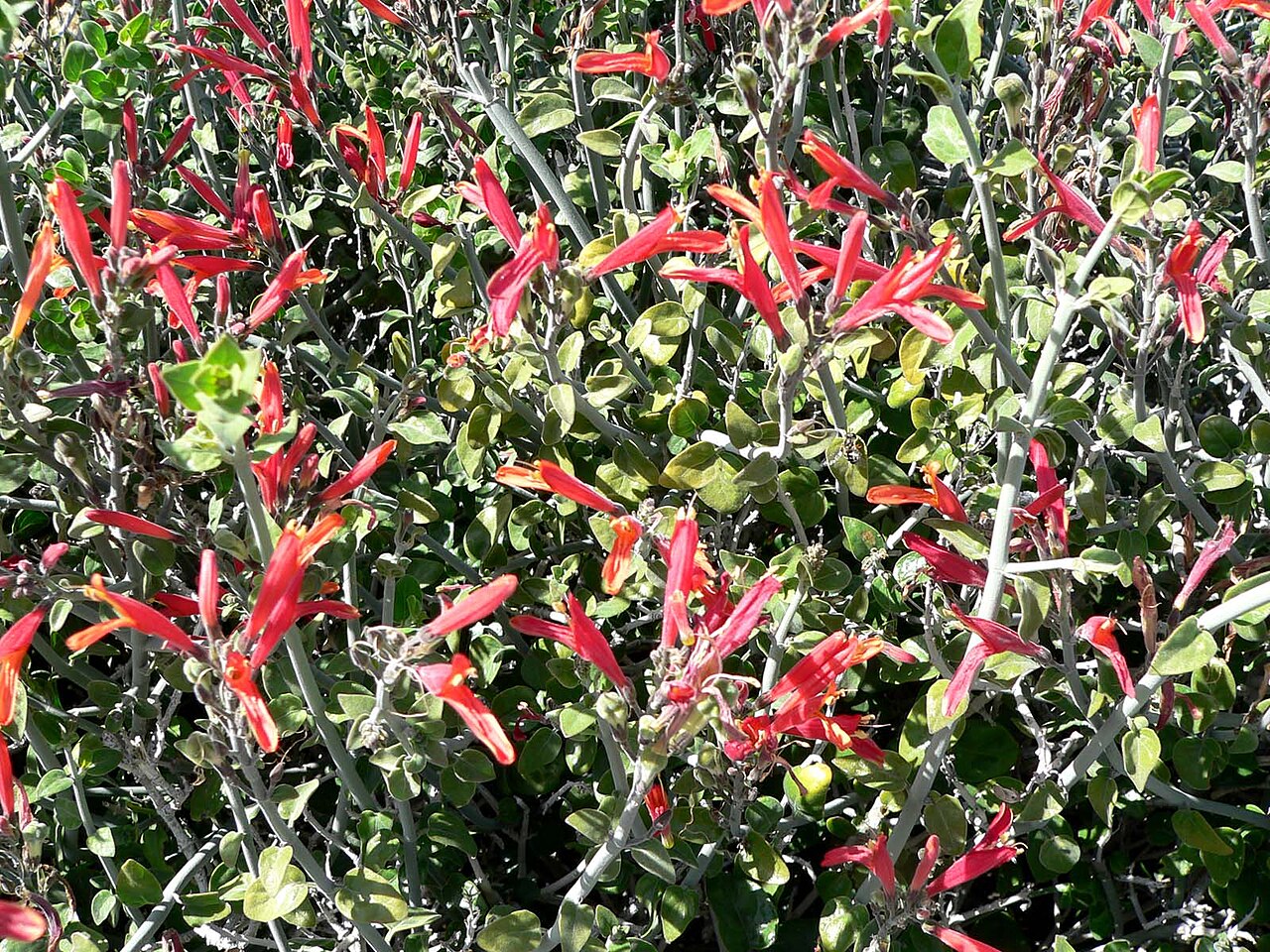 Beloperone (Justicia californica)