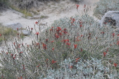 Beloperone (Justicia californica)